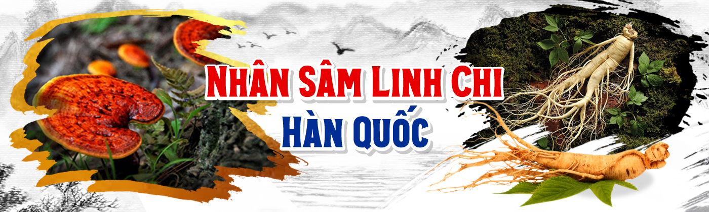 Banner nhân sâm hàn quốc, nấm linh chi